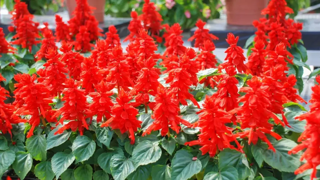 Von Großmüttern geliebte Sommerblume kehrt zurück. Leuchtender Salbei blüht bis zum ersten Frost