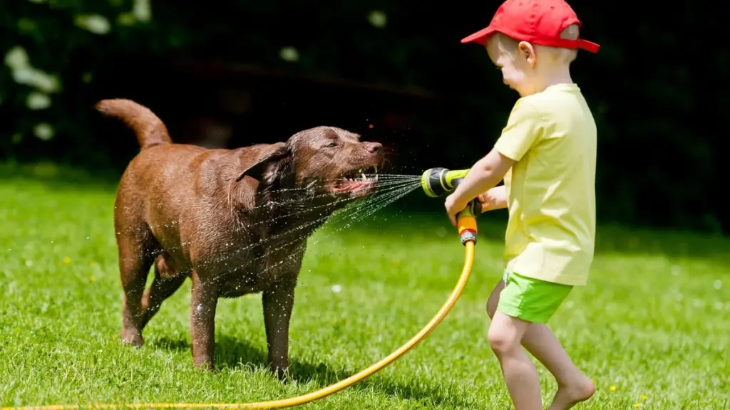 Wie man den idealen Garten für Hunde gestaltet: Bereich am Zaun, Hundehütte und Rasenpflege