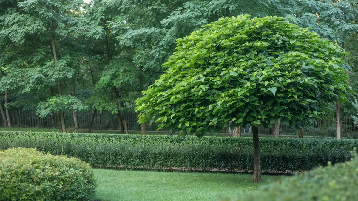 Warum trocknen Katalpa-Äste nach dem Winter ab? Nicht immer ist nur Frost die Ursache, manchmal kommen Pilzkrankheiten hinzu