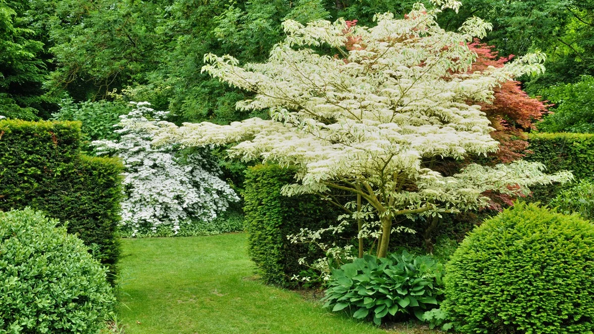 Exotische Bäume im Garten: Schönheit, die jeden Winkel in einen besonderen Ort verwandelt