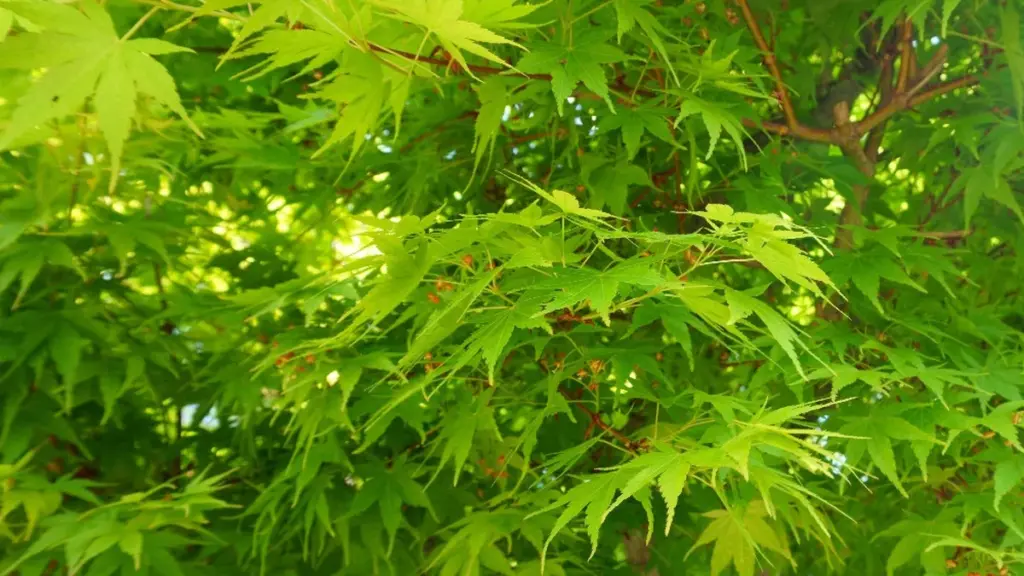 Kleine Ahornbäume, große Wirkung! Diese Arten und Sorten verschönern jeden Garten und passen auch in kleine Räume